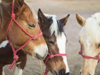 three horses