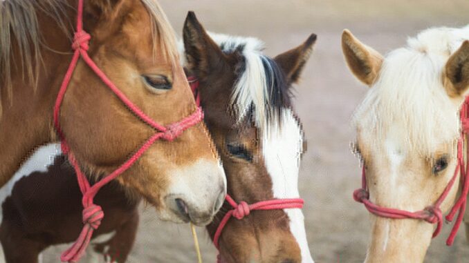 three horses